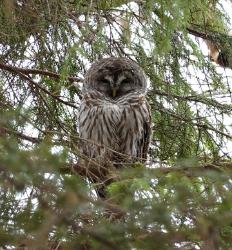 Barred Owl in a tree on campus.