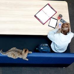 Carlton on campus watching student study