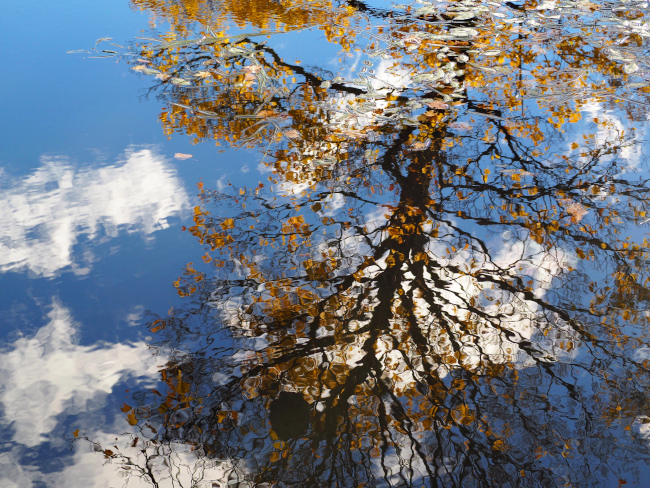 Picture of a tree and a blue sky reflected on water