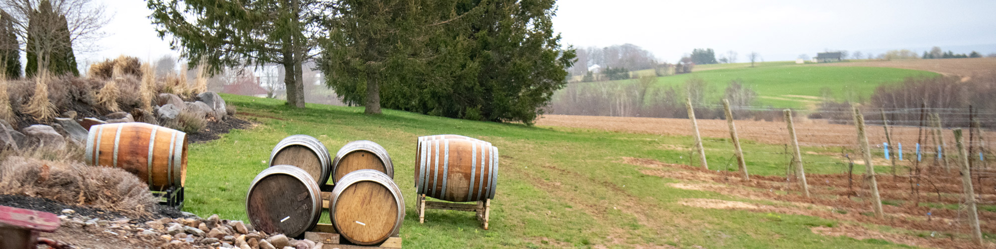 Wooden wine barrels sitting on a lawn.